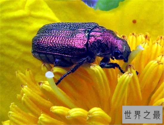 世界上十种奇特紫色动物，这些紫色萌宠简直太神奇了！