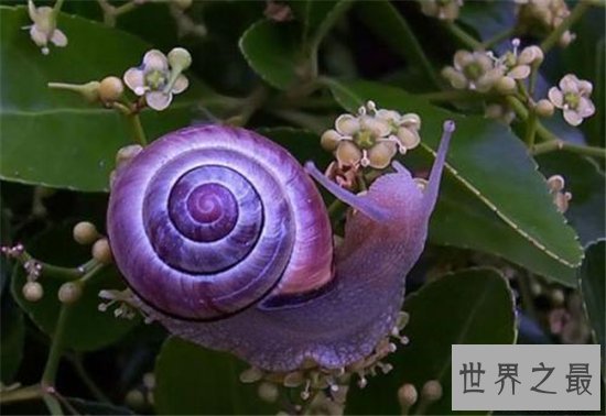 世界上十种奇特紫色动物，这些紫色萌宠简直太神奇了！