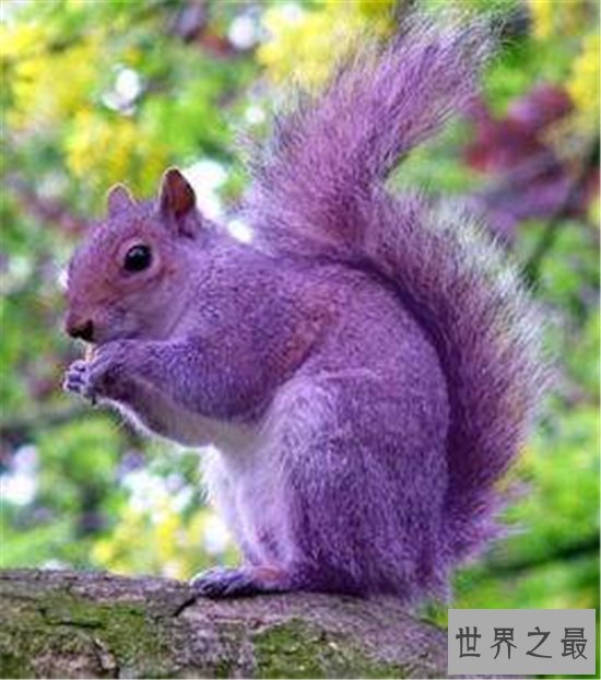 世界上十种奇特紫色动物，这些紫色萌宠简直太神奇了！