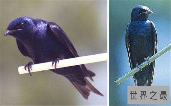 世界上十种奇特紫色动物，这些紫色萌宠简直太神奇了！