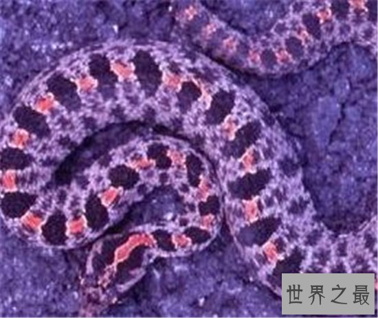 世界上十种奇特紫色动物，这些紫色萌宠简直太神奇了！