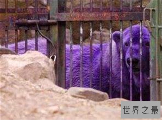 世界上十种奇特紫色动物，这些紫色萌宠简直太神奇了！