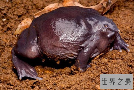 世界上十种奇特紫色动物，这些紫色萌宠简直太神奇了！