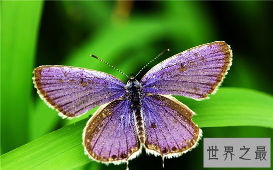 世界上十种奇特紫色动物，这些紫色萌宠简直太神奇了！