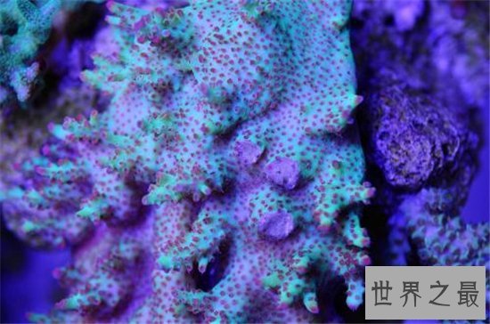 世界上十种奇特紫色动物，这些紫色萌宠简直太神奇了！