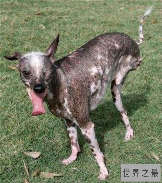 世界上最丑的狗排名，第一名比地狱三头犬还要难看！