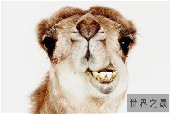 世界上最丑的狗排名，第一名比地狱三头犬还要难看！