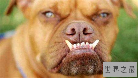 世界上最丑的狗排名，第一名比地狱三头犬还要难看！