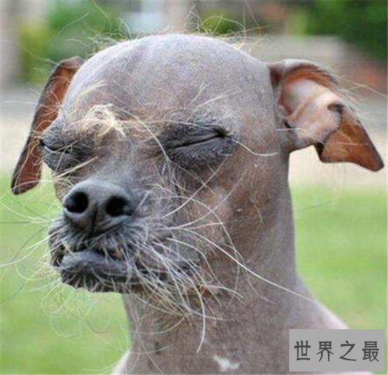 世界上最丑的狗排名，第一名比地狱三头犬还要难看！