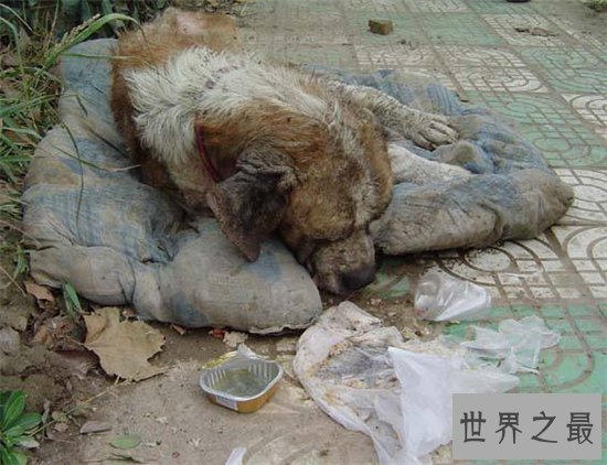 世界上最丑的狗排名，第一名比地狱三头犬还要难看！