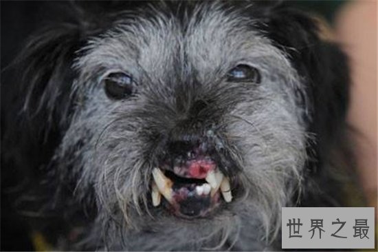 世界上最丑的狗排名，第一名比地狱三头犬还要难看！
