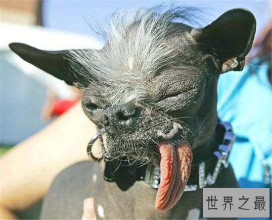 世界上最丑的狗排名，第一名比地狱三头犬还要难看！