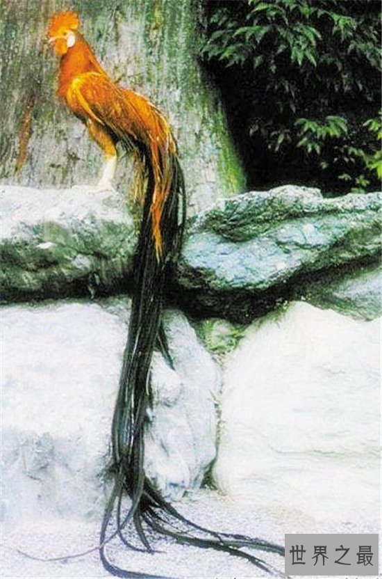 世界上最贵的鸡排行榜，金属鸡竟然比法拉利还要贵！