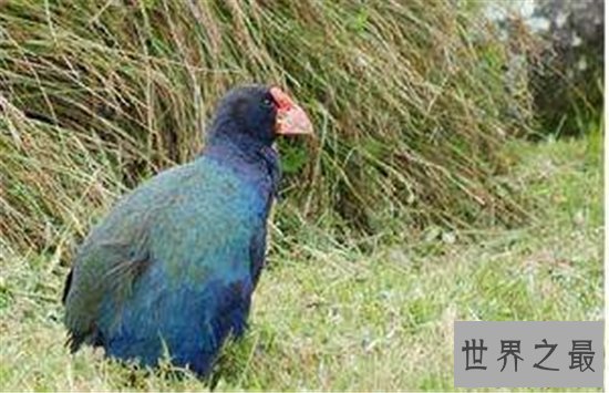 世界上最贵的鸡排行榜，金属鸡竟然比法拉利还要贵！