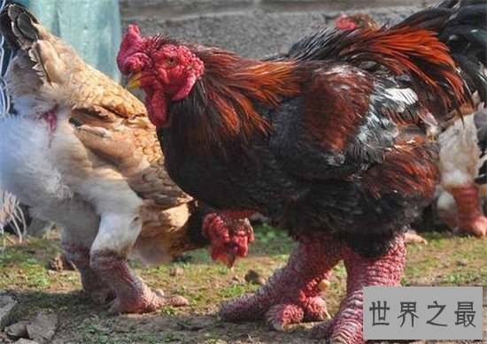 世界上最贵的鸡排行榜，金属鸡竟然比法拉利还要贵！