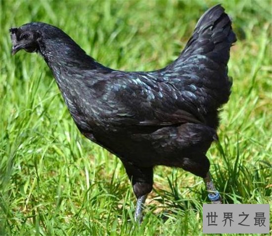 世界上最贵的鸡排行榜，金属鸡竟然比法拉利还要贵！