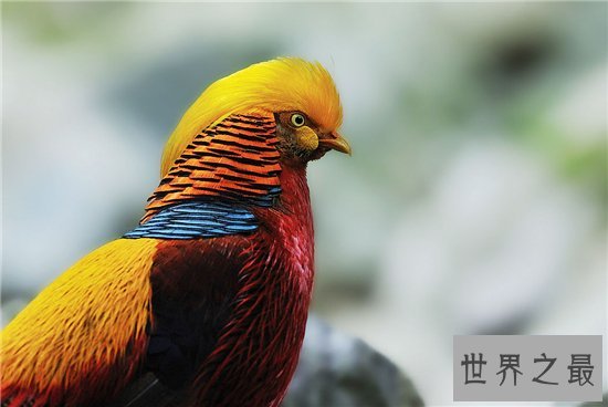 世界上最贵的鸡排行榜，金属鸡竟然比法拉利还要贵！