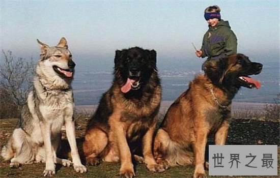 世界十大巨型犬有哪些，把它们带出去十米之内无人敢接近你
