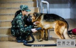 世界十大巨型犬有哪些，把它们带出去十米之内无人敢接近你