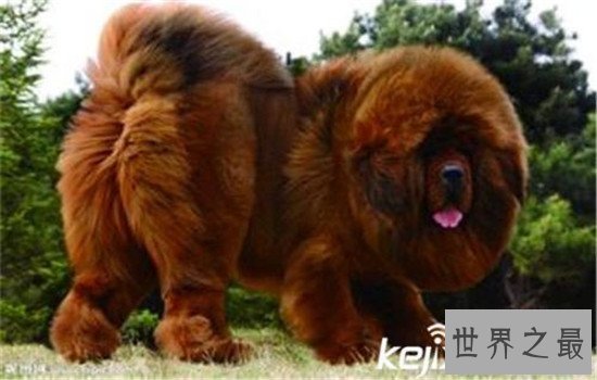 世界十大巨型犬有哪些，把它们带出去十米之内无人敢接近你