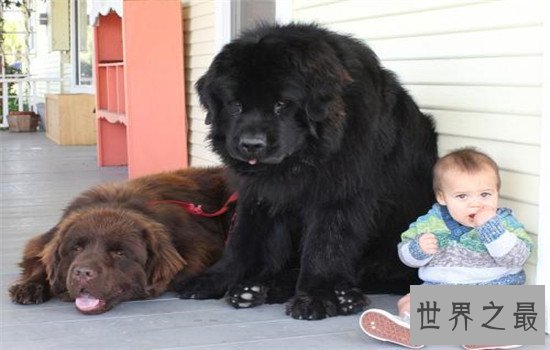 世界十大巨型犬有哪些，把它们带出去十米之内无人敢接近你