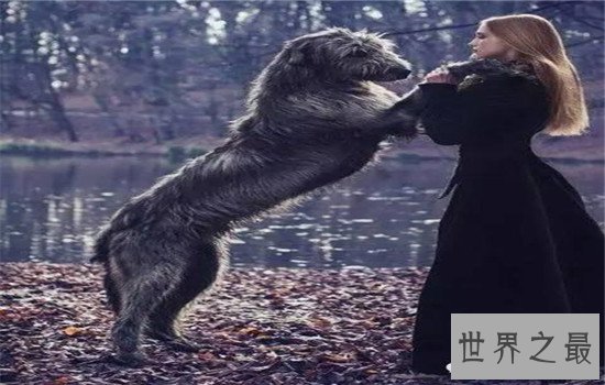 世界十大巨型犬有哪些，把它们带出去十米之内无人敢接近你