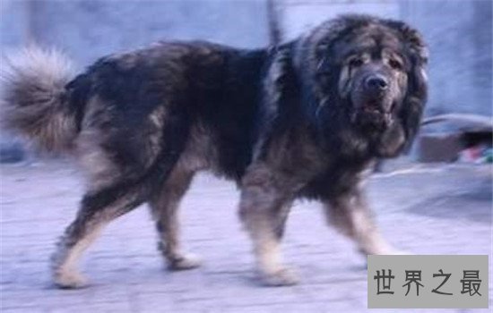 世界十大巨型犬有哪些，把它们带出去十米之内无人敢接近你