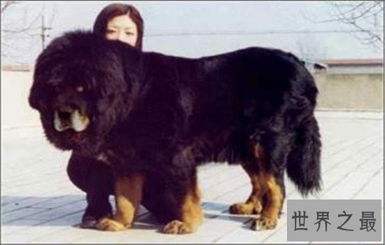 世界十大巨型犬有哪些，把它们带出去十米之内无人敢接近你