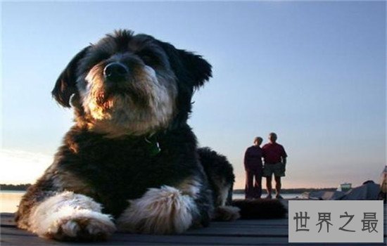 世界十大巨型犬有哪些，把它们带出去十米之内无人敢接近你