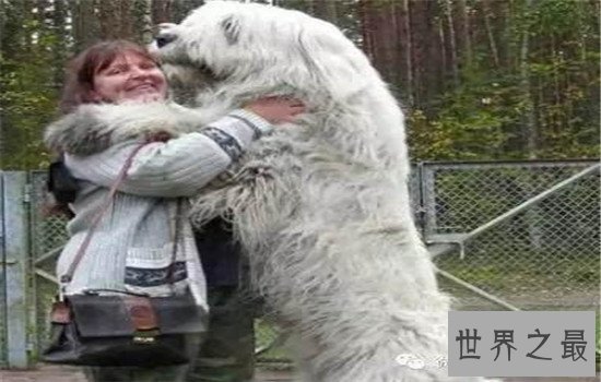 世界十大巨型犬有哪些，把它们带出去十米之内无人敢接近你