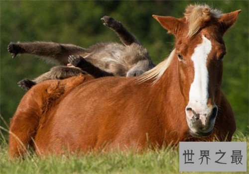 世界十大重型马排名，夏尔马身高竟然可以达到两米