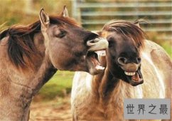 世界十大重型马排名，夏尔马身高竟然可以达到两米