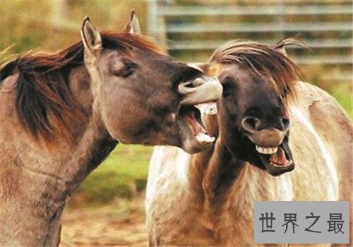 世界十大重型马排名，夏尔马身高竟然可以达到两米