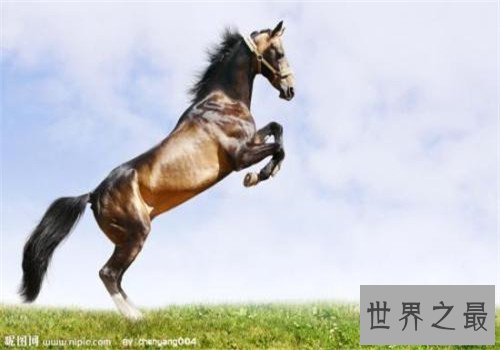 世界十大重型马排名，夏尔马身高竟然可以达到两米