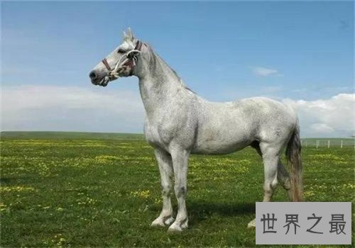 世界十大重型马排名，夏尔马身高竟然可以达到两米