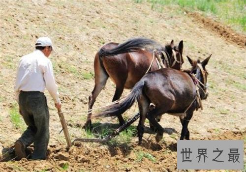 世界十大重型马排名，夏尔马身高竟然可以达到两米