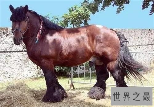 世界十大重型马排名，夏尔马身高竟然可以达到两米