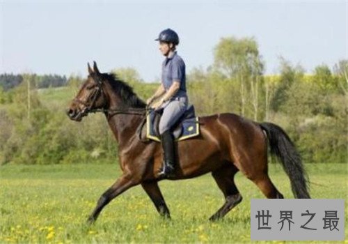 世界十大重型马排名，夏尔马身高竟然可以达到两米