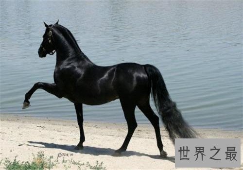 世界十大重型马排名，夏尔马身高竟然可以达到两米