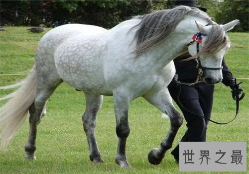 世界十大重型马排名，夏尔马身高竟然可以达到两米