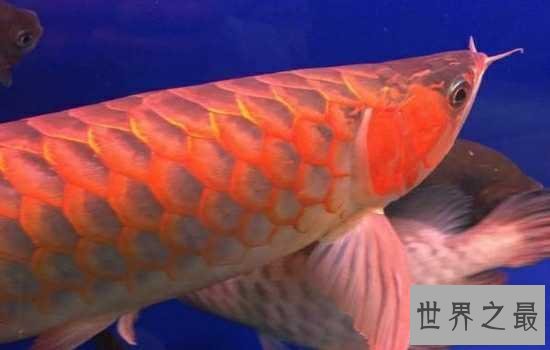 最贵的鱼是什么鱼呢？特种“血红龙”鱼告诉你什么是天价鱼！