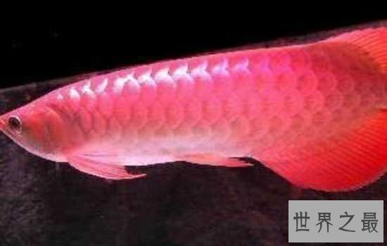 最贵的鱼是什么鱼呢？特种“血红龙”鱼告诉你什么是天价鱼！