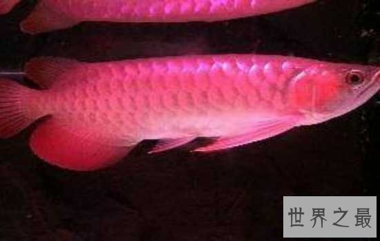 最贵的鱼是什么鱼呢？特种“血红龙”鱼告诉你什么是天价鱼！
