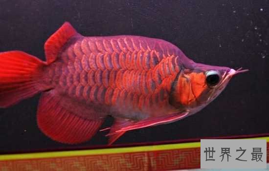 最贵的鱼是什么鱼呢？特种“血红龙”鱼告诉你什么是天价鱼！