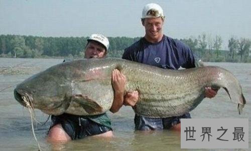 世界十大最凶猛淡水鱼 在它们面前食人鱼就是弟弟