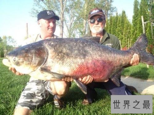 世界十大最凶猛淡水鱼 在它们面前食人鱼就是弟弟