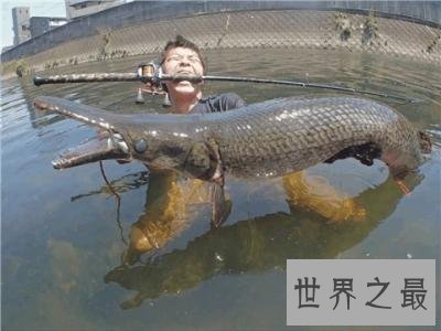 世界十大最凶猛淡水鱼 在它们面前食人鱼就是弟弟