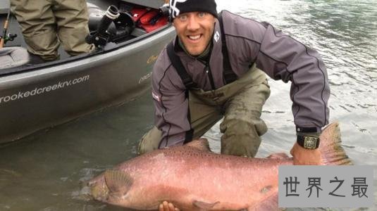 世界十大最凶猛淡水鱼 在它们面前食人鱼就是弟弟