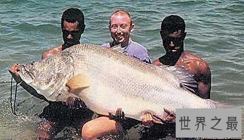 世界十大最凶猛淡水鱼 在它们面前食人鱼就是弟弟