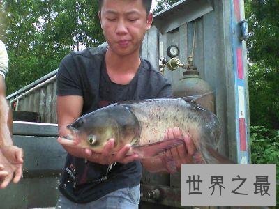 世界十大最凶猛淡水鱼 在它们面前食人鱼就是弟弟